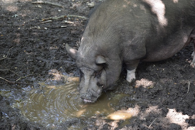 但双方门将 但双方门将
