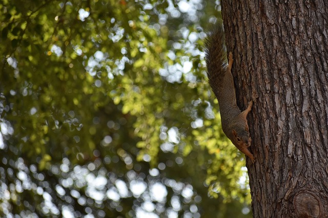 中的霸主表 中的霸主表